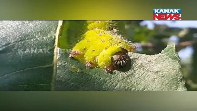 କୋରାପୁଟରେ କଫି ଚାଷ ଭଳି ସଫଳ ହେବ ଟସର ଚାଷ । ଉପକୃତ ହେବେ ସ୍ଥାନୀୟ ଅଞ୍ଚଳର ଚାଷୀ ।