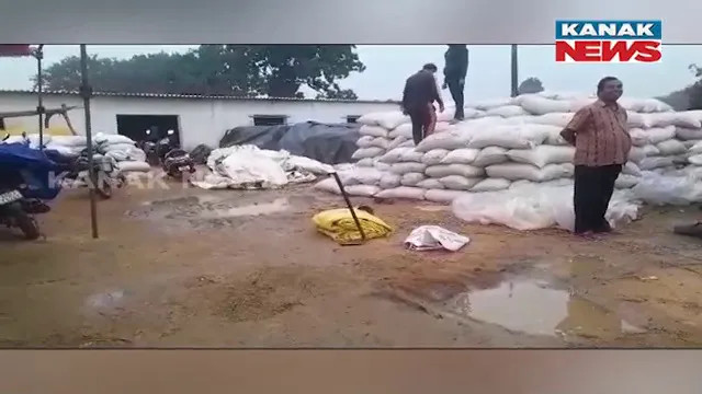 ଅଦିନିଆ ବର୍ଷାରେ ଭିଜିଲା ଧାନ । ଚିନ୍ତାରେ ଚାଷୀ