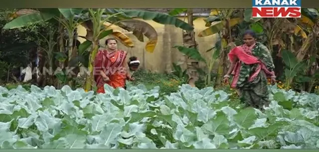 ସୁବର୍ଣ୍ଣପୁର ଲାତୁରପେଟ ଗାଁର ମହିଳା ମିତା ମହାକୁର କରିଛନ୍ତି ବହୁମୁଖୀ ଚାଷ । ମାଛ, ବତକ, ଧାନ, ପନିପରିବା, ଫଳ ଓ ଫୁଲ ଚାଷରେ ହସୁଛି କ୍ଷେତ