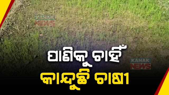 ଶୁଖିଲା ପଡ଼ିଛି କେନାଲ, ଠିକ୍ ସମୟରେ ପାଣି ନଆସିଲେ ଉଜୁଡ଼ିଯିବ ୬୦ ଏକରରୁ ଅଧିକ ଫସଲ ।