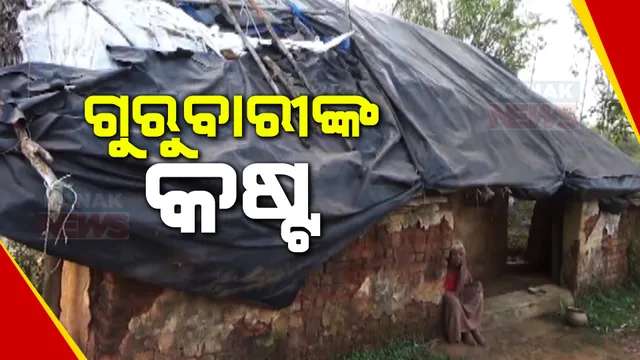 ରାସ୍ତାକଡରେ ଭଙ୍ଗାରୁଜା ପାଲଟଣା ଘରେ ବିତୁଛି ଜୀବନ । କୋରାପୁଟ ଲମତାପୁଟ ଅଂଚଳର ବେସାହାରା ବୃଦ୍ଧା ଗୁରୁବାରୀ