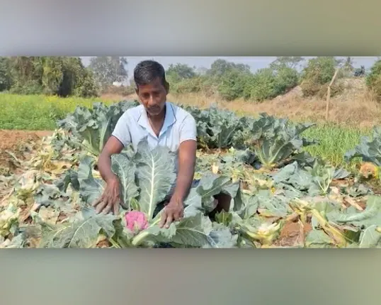 ବଜାରରେ ବଢୁଛି ରଙ୍ଗୀନ କୋବିର ଚାହିଦା । ପରୀକ୍ଷାମୂଳକ ଭାବେ ଚାଷ କରି ସଫଳ ହୋଇଛନ୍ତି କେନ୍ଦ୍ରାପଡାର କୃଷ୍ଣଚନ୍ଦ୍ର ବେହେରା