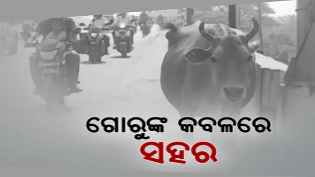 ବ୍ରହ୍ମପୁର ସହରରେ ବୁଲା ଗୋରୁ ଗାଈ ଚିନ୍ତା । ରାଜରାସ୍ତାରୁ ନେଇ ଗଳିକନ୍ଦି ବୁଲୁଛନ୍ତି ମାଳ ମାଳ ଗାଈ ଗୋରୁ, ଗହଳି ଯୋଗୁ ଉପୁଜିଛି ଟ୍ରାଫି୍କ ସମସ୍ୟା