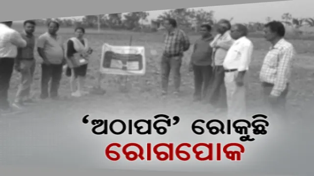 ଆଉ ଲାଗିବନି ରୋଗପୋକ । ଅସ୍ତରଙ୍ଗ–କାକଟପୁରରେ ଆଧୁନିକ ପଦ୍ଧତି ଦ୍ୱାରା ନିରାକରଣ ବ୍ୟବସ୍ଥା, ପୋକ ନିୟନ୍ତ୍ରଣ ପାଇଁ ଲଗାଯାଉଛି ଅଠାପଟି