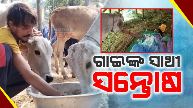 ବୁଲା ଗାଈଗୋରୁଙ୍କ ସାଥୀ ବିଂଝାରପୁରର ସନ୍ତୋଷ ସାମଲ । ଗୋଶାଳା କରି ଅସୁସ୍ଥ ଗାଈ-ବାଛୁରୀ ଓ ଷଣ୍ଢଙ୍କୁ ରଖି କରୁଛନ୍ତି ସେବା ଶୁଶ୍ରୁସା