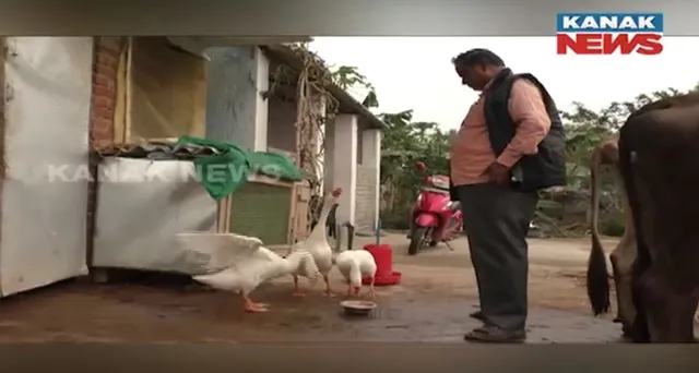 ପେସାରେ ଅଧ୍ୟାପକ, ହେଲେ ନିଶା ପାଲଟିଛି କୃଷି ଓ ଗୋ-ପାଳନ । ଜୈବିକ ପଦ୍ଧତିରେ ଚାଷ କରି ଚର୍ଚ୍ଚାରେ କେନ୍ଦ୍ରାପଡ଼ା ଧାନଦିଆ ଗାଁର ପ୍ରଣବ କୁମାର ପାତ୍ର