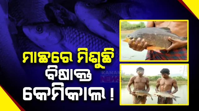 ମାଛ ଓ ଚିକେନକୁ ଅଧିକ ସମୟ ସତେଜ ରଖିବାକୁ ବ୍ୟବହାର ହେଉଛି କ୍ଷତିକାରକ କେମିକାଲ: ଚଢାଉ ବେଳେ ମାଲକାନଗିରିରୁ ସାମ୍ନାକୁ ଆସିଲା ସତ