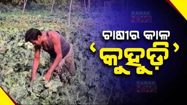 ଦିନ ଗୋଟାଏ ଯାଏଁ ପରିବା ବିଲରୁ ଛାଡୁନି କୁହୁଡି । ଖରା ହେଲେ ଜଳିଯାଉଛି ପତ୍ର, ଝଡି ପଡୁଛି ଫୁଲ । ଚିନ୍ତାରେ ନୀଳଗିରି ଚାଷୀ