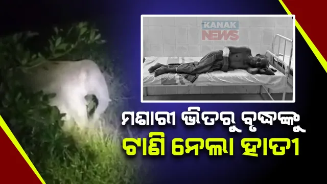 ଘରୁ ମଶାରୀ ଭିତରୁ ବୃଦ୍ଧଙ୍କୁ ଟାଣିନେଲା ଦନ୍ତା ହାତୀ । ଗୁରୁତର ଅବସ୍ଥାରେ ବୃଦ୍ଧ ହସ୍ପିଟାଲରେ ଭର୍ତ୍ତି ।