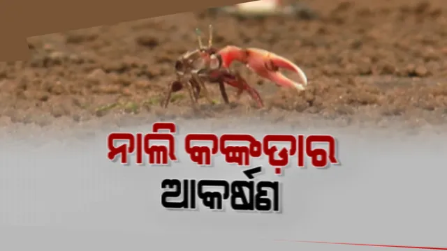 ଅସ୍ତରଙ୍ଗ ଗଙ୍ଗାଦେବୀ ପୀଠରେ ମାଙ୍ଗରୋଭ ରିଟ୍ରିଟ । ପର୍ଯ୍ୟଟକଙ୍କ ପାଇଁ ମୁଖ୍ୟ ଆକର୍ଷଣ ପାଲଟିଛନ୍ତି ନାଲିକଙ୍କଡା