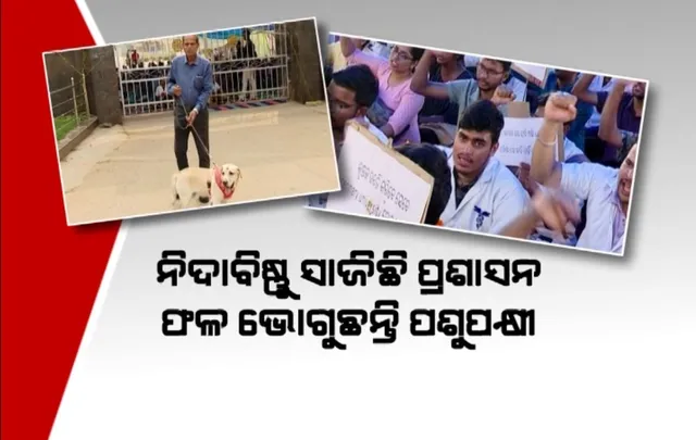 ଧାରଣାରେ ପଶୁ ଡାକ୍ତର, ନିଦା ବିଷ୍ଣୁ ସାଜିଛି ପ୍ରଶାସନ । ଯନ୍ତ୍ରଣାରେ ଛଟପଟ ପଶୁପକ୍ଷୀ