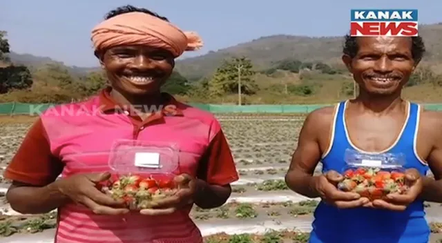 ମାଲକାନଗିରି ବଣ୍ଡା ଘାଟିରେ ଷ୍ଟ୍ରବେରୀ ଚାଷ । ଏକ ଏକର ଜମିରେ ଷ୍ଟ୍ରବେରୀ ଚାଷ କରି ସଫଳ ହୋଇଛନ୍ତି ୨ ଭାଇ