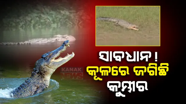 ମହାକାଳପଡା ଓଳିହା ଓ ଦେଉଳିପଡାରେ ବଢୁଛି ଆତଙ୍କ । ଭାଙ୍ଗିଯାଇଛି ତାରଜାଲି ଘେରା ସୁରକ୍ଷା ବାଡ, ସୁରକ୍ଷା ଦାବି କଲେ ଗାଁର ଭୟଭୀତ ଲୋକେ