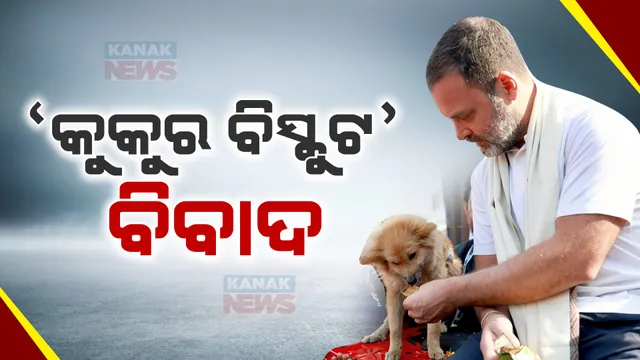 ଭାରତଯୋଡ ନ୍ୟାୟ ଯାତ୍ରାରେ କୁକୁର ବିସ୍କୁଟକୁ ନେଇ ବିବାଦ । କର୍ମୀଙ୍କୁ ରାହୁଲ କୁକୁର ବିସ୍କୁଟ ଦେଉଥିବା ଭିଡିଓ ଜାରି କରି ଦାବି କଲା ବିଜେପି