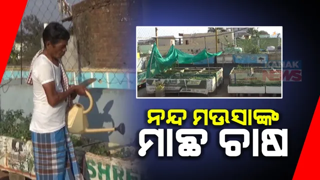 ଛାତ ଉପରେ ପନିପରିବା ଓ ମାଛ ଚାଷ । ପରିବା ବିକି ବସ୍ତି ବାସିନ୍ଦାଙ୍କ ମୁହଁରେ ହସ ଫୁଟାଉଛନ୍ତି ସିମିଳୁଗୁଡାର ନନ୍ଦ କିଶୋର ସାହୁ