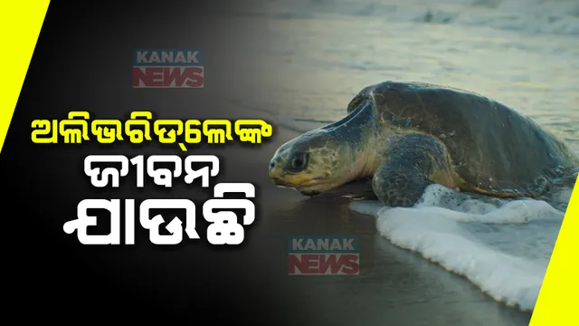 ପାରାଦୀପ  ଉପକୂଳରେ ଅଲିଭରିଡଲେଙ୍କ ମଡକ । ବେଳାଭୂମୀରେ ମଲା କଇଁଛଙ୍କୁ କାଉ କୁକୁର ଖାଉଥିବା ଦୃଶ୍ୟ କଏଦ