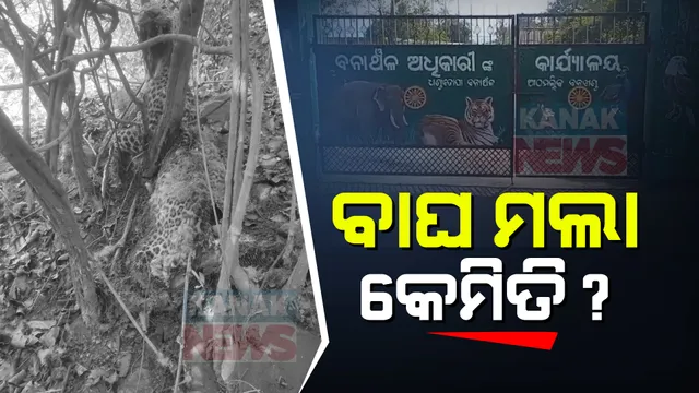 କେମିତି ମଲା କଲରାପତରିଆ ବାଘ । ଅନୁଗୁଳ ଆଠମଲ୍ଲିକ ବନଖଣ୍ଡ ମିଣ୍ଡୁଳ ଗାଁରୁ ବାଘର ମୃତଦେହ ଉଦ୍ଧାର, ସ୍ୱାଭାବିକ ମୃତ୍ୟୁ ନା ଶିକାରି ଫାଶରେ ପଡିଥିଲା ସେ ନେଇ ସନ୍ଦେହ