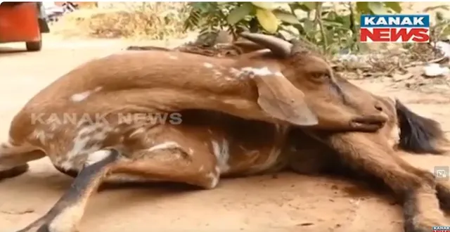 ପ୍ରାଣୀ ଚିକିିତ୍ସକଙ୍କ ଆନ୍ଦୋଳନର ପ୍ରଭାବ । ମଲା ଗାଈ, କୁକୁଡା ଧରି ଜିଲ୍ଲାପାଳ ଓ ସିଡିଭିଓଙ୍କ କାର୍ଯ୍ୟାଳୟରେ ପହଁଚିଲେ ଏସଏଚଜି ମହିଳା