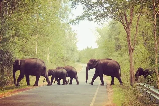 ଜନବସତି ମୁହାଁ ହାତୀଙ୍କୁ ଲାଗିବ କରେଣ୍ଟ ଝଟକା । ହାତୀ ଉପଦ୍ରବ ରୋକିବାକୁ ବନବିଭାଗର ଭିନ୍ନ ପ୍ରୟାସ ।