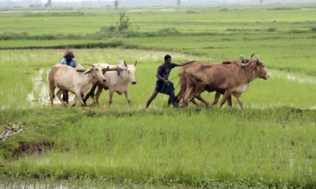 କାଳିଆ ଯୋଜନାରେ ଆଉ ୩ ବର୍ଷ ପାଇଁ ହେଲା ଅର୍ଥରାଶି ବ୍ୟବସ୍ଥା: ୨୦୨୪-୨୫ରୁ ୨୦୨୬-୨୦୨୭ ଆର୍ଥିକ ବର୍ଷ ପାଇଁ ୬ ହଜାର ୨୯ କୋଟି ୭୦ଲକ୍ଷ ଟଙ୍କାର ବ୍ୟୟ ଅଟକଳ