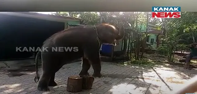 ନନ୍ଦନକାନନରୁ ଚନ୍ଦକା ଯିବ ହାତୀ ମାମା । ସେଠାରେ ମାମାକୁ ଦିଆଯିବ ସ୍ୱତନ୍ତ୍ର ପ୍ରଶିକ୍ଷଣ ।