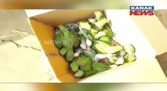 ବନ ବିଭାଗ ହାତରେ ଶୁଆ ଚାଲାଣକାରୀ ଦଳ । ଜଗତସିଂପୁରରୁ ୭୨ଟି ଶୁଆ ଶାବକ ଜବତ ।