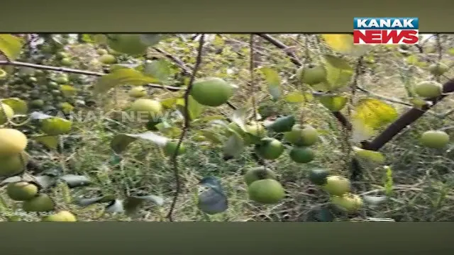 ମାହାଙ୍ଗା ମାଟିରେ ବିଦେଶୀ ଫଳ । ଥାଇଲାଣ୍ଡ ଆପଲ ବେରୀ ଚାଷ କରିଛନ୍ତି କଟକ ନିଶ୍ଚନ୍ତକୋଇଲି ବ୍ଲକ ଅଞ୍ଚଳର ପ୍ରଦୀପ୍ତ କୁମାର ।