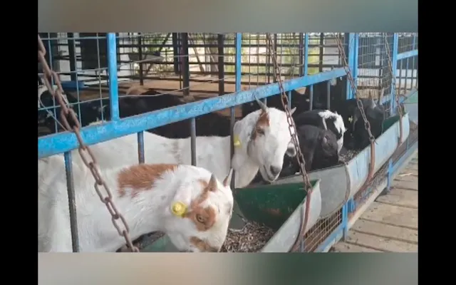 ଚର୍ଚ୍ଚାରେ କଳାହାଣ୍ଡି ସାଲେଭଟାର ଛେଳି ବ୍ୟାଙ୍କ । ନିଜେ ରୋଜଗାର କରିବା ସହ ଅନ୍ୟମାନଙ୍କୁ ରୋଜଗାର ଦେଉଛନ୍ତି ଉଚ୍ଚଶିକ୍ଷିତ ଦମ୍ପତି