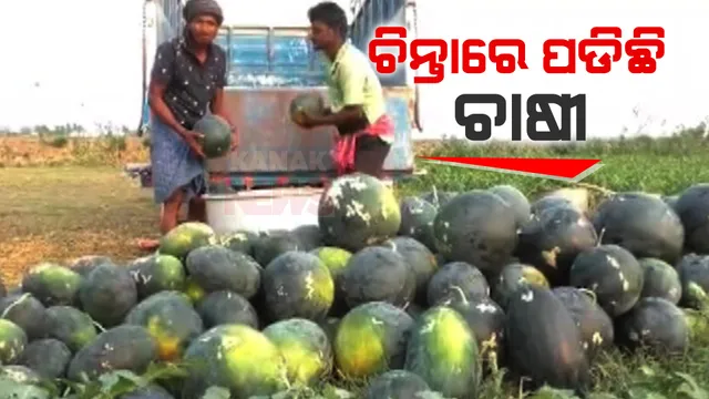 ଚିନ୍ତାରେ ପଡିଛନ୍ତି ତରଭୁଜ ଚାଷୀ । ଶୁଖିଲା ପଡିଛି କେନାଲ, ଜଳାଭାବ ଯୋଗୁଁ ଚାଷ ନଷ୍ଟ