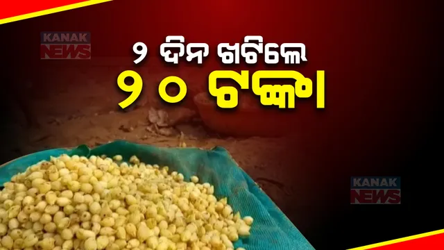 ମହୁଲ ଗୋଟାଳିଙ୍କୁ ମିଳୁନି ମୂଲ । ଜଙ୍ଗଲରୁ ମହୁଲ ତୋଳି ପେଟ ପୋଷିବାକୁ ଆଦିବାସୀଙ୍କ ଉଦ୍ୟମ, ହେଲେ ନାହିଁ ବିକ୍ରି ବ୍ୟବସ୍ଥା