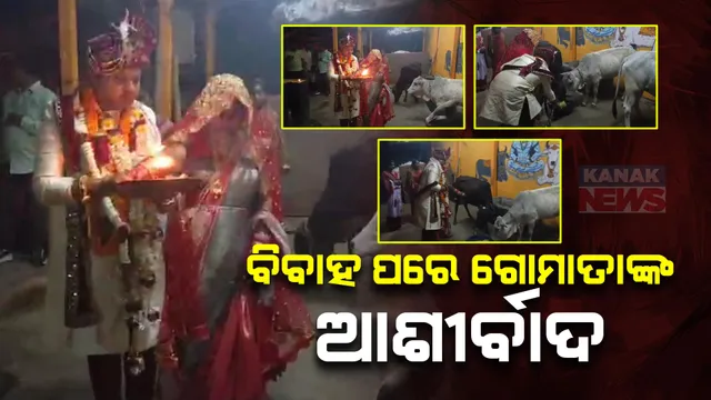 ଚର୍ଚ୍ଚାରେ କଟକ ଶିଖରପୁର ଅଞ୍ଚଳର ନବଦମ୍ପତ୍ତି । ନିରାଡ଼ମ୍ବର ବିବାହ ପରେ ଗୋଶାଳା ଯାଇ ଗୋମାତାଙ୍କ ଆଶୀର୍ବାଦ ନେଲେ ।