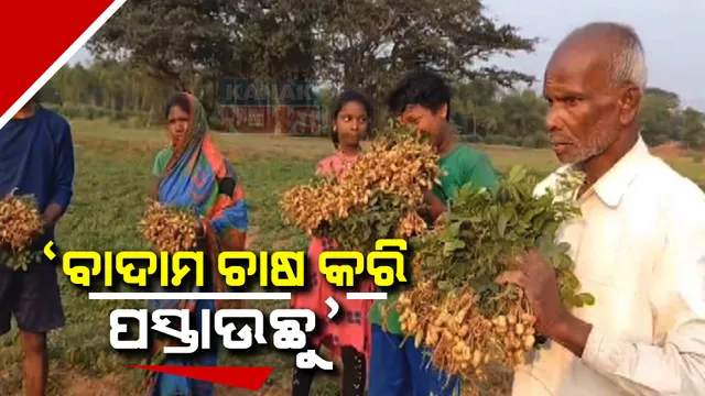 ନିମ୍ନମାନର ବିହନ ସହ ପାଣି ଅଭାବ ଯୋଗୁଁ ବାଦାମ ଫସଲ ନଷ୍ଟ । ସରକାରୀ ସହାୟତା ପାଇଁ କଣାସ ହଳଦିପଦର ଚାଷୀଙ୍କ ଅନୁରୋଧ