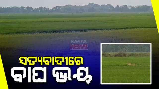 ପୁରୀ ଜିଲ୍ଲା ସତ୍ୟବାଦୀ ଅଞ୍ଚଳରେ ବାଘ ଭୟ । ସୋସିଆଲ ମିଡ଼ିଆରେ ଭିଡିଓ ଭାଇରାଲ ପରେ ବାଘକୁ ଖୋଜୁଛି ବନବିଭାଗ ।