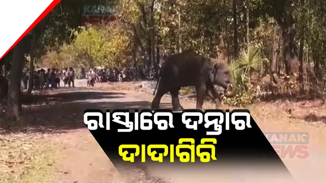 ସକାଳ ୬ରୁ ରାସ୍ତା ଉପରେ ଦନ୍ତାର ଆତଙ୍କ । ପାଳଲହଡ଼ା ଶ୍ରୀରାମପୁରଠାରୁ ସହରଗୁର୍ଜଙ୍ଗ ପର୍ଯ୍ୟନ୍ତ ଅଟକିଛି ଗାଡି, କାବୁ କରିବାରେ ବିଫଳ ବନ ବିଭାଗ