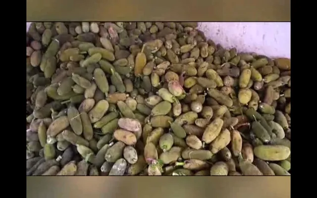 ରାୟଗଡ଼ା ଜିଲ୍ଲାର ବିଭିନ୍ନ ସ୍ଥାନରୁ ଉତ୍ପାଦନ ହେଉଛି କୁଇଂଟାଲ କୁଇଂଟାଲ ପଣସ । ରାଜ୍ୟ ତଥା ରାଜ୍ୟ ବାହାରକୁ ହେଉଛି ରପ୍ତାନୀ