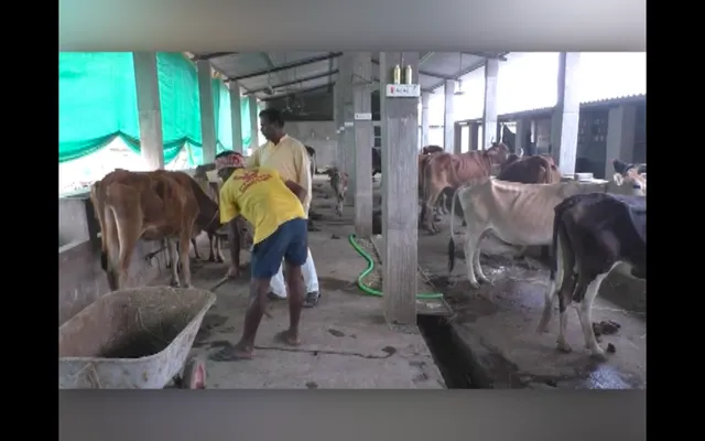 ସରପଂଚଙ୍କ ବହୁମୁଖୀ ଚାଷ । ଗୋପାଳନ ସହ ମାଛ, ଛେଳି ଓ ବତକ ଚାଷ କରୁଛନ୍ତି ଦେବଗଡ଼ ଲୁଲଙ୍ଗ ପଂଚାୟତର ସରପଂଚ