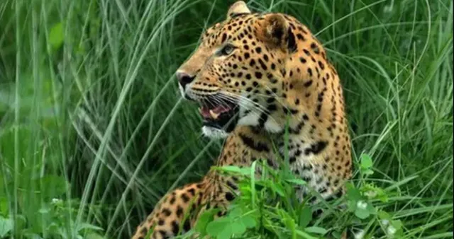 ଓଡ଼ିଶାରେ କମୁଛନ୍ତି କଲରାପତରିଆ ବାଘ । ଚିନ୍ତା ବଢ଼ାଇଲା କେନ୍ଦ୍ର ସରକାରଙ୍କ ପକ୍ଷରୁ ଜାରି ଏନଟିସିଏ ରିପୋର୍ଟ ।