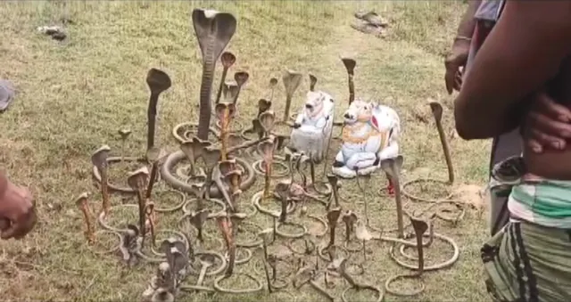 ମହାଶିବରାତ୍ରୀରେ ମହାନଦୀ ଗର୍ଭରୁ ୧୦୦ରୁ ଅଧିକ ନାଗମୂର୍ତ୍ତି ଉଦ୍ଧାର । ମତ୍ସ୍ୟଜୀବୀ ମାନେ କଲେ ଉଦ୍ଧାର, ନାଗମୂର୍ତ୍ତି ଦେଖିବାକୁ ସ୍ଥାନୀୟ ଅଞ୍ଚଳବାସୀଙ୍କ ଭିଡ ।