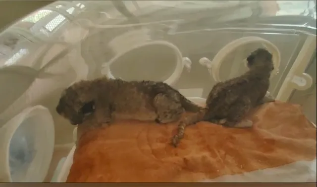 ନନ୍ଦନକାନରେ ନୂଆ ଅତିଥି । ଏସୀୟ ସିଂହୀ ରେବାର ପ୍ରଥମ ଗର୍ଭରୁ ଜନ୍ମ ନେଲେ ତିନି ଶାବକ ।