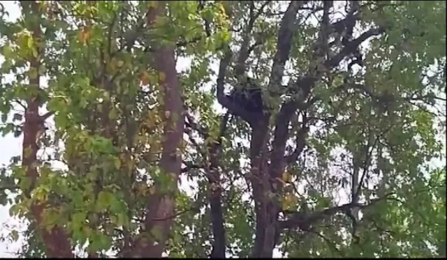 ଗଛ ଉପରେ ଜଗି ବସିଛି ଭାଲୁ । ଡରରେ ଘରୁ ବାହାରୁନାହାଁନ୍ତି ସ୍ଥାନୀୟ ବାସିନ୍ଦା ।