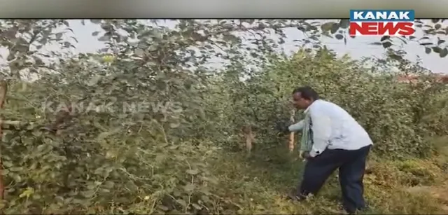 ୨ ଏକର ଜମିରେ ଲାଗିଛି ଗ୍ରୀନ ଆପଲ ବରକୋଳି । ବିଦେଶୀ ଫଳ ଚାଷ କରି ଲାଭବାନ ହୋଇଛନ୍ତି ବାଲେଶ୍ୱର ହଳିଶ ଅଂଚଳର ସର୍ବେଶ୍ୱର