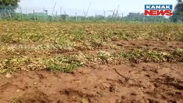 ୩ ଦିନ ପରେ ବଦଳିଲା ପାଗ । ତା’ପୂର୍ବରୁ ଅଦିନିଆ ବର୍ଷା ଉଜାଡିଦେଲା ସୁନାର ଫସଲ । ଚିନ୍ତାରେ ଚାଷୀ ।