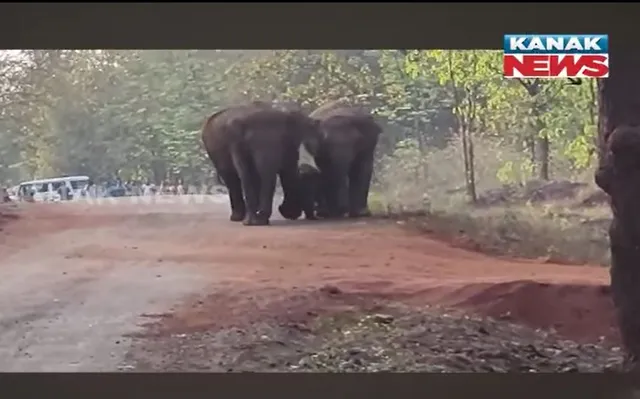 ମଝି ରାସ୍ତାରେ ହାତୀପଲ୍ଲଙ୍କ ଉତ୍ପାତ । ଘଣ୍ଟା ଘଣ୍ଟା ଧରି ଅଟକି ରହିଲା ଯାନବାହନ । ଯୋଡ଼ା ଗୁରୁବେଡ଼ା ଛକର ଘଟଣା ।