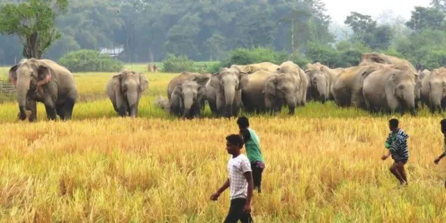 ଫସଲ ଉଜାଡି ଦେଉଛନ୍ତି ହାତୀ ପଲ୍ଲ । ଜଳେଶ୍ୱର ରାଇବଣିଆରେ ୬୦ ଟିକିଆ ହାତୀପଲଙ୍କ ଦୌରାତ୍ମ୍ୟ ।