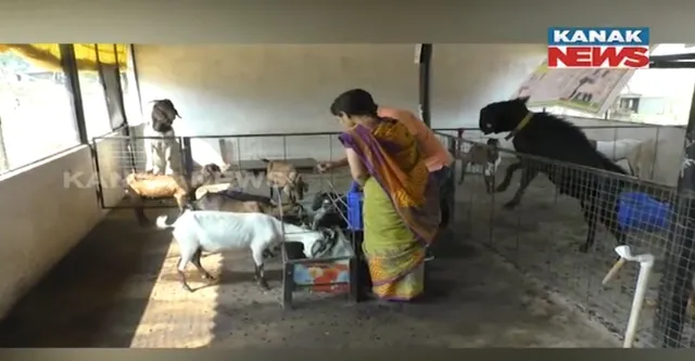 ସୁବର୍ଣ୍ଣପୁର ତରାଇକେଲା ଗାଁର ସଫଳ ମହିଳା ଚାଷୀ ରିଙ୍କି କଅଁର । ବିଦେଶୀ ଛେଳି ଚାଷ କରି ହେଉଛନ୍ତି ଲାଭବାନ