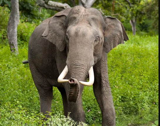 କ୍ରିକେଟ ମ୍ୟାଚ୍ ଦେଖି ଫେରୁଥିଲେ, ବାଟରୁ ଟାଣିନେଇ ଦଳିଦେଲା ଦନ୍ତା ହାତୀ ।