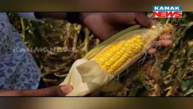 କଳାହାଣ୍ଡି କପୁରମାଳ ଗାଁର ମିଠା ମକା ଚାଷୀ ହର ପଟେଲ: ୧ ଏକର ଜମିରେ ମକା ଚାଷ ସହ ଅନ୍ୟାନ୍ୟ ପନିପରିବା ଚାଷ କରିଛନ୍ତି ଚାଷୀ ହର ପଟେଲ