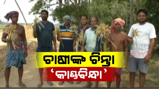 ଫସଲ ଉଜାଡ଼ିଲା କାଣ୍ଡବିନ୍ଧା ପୋକ । କାକଟକପୁର ବ୍ଲକ କାଦୁଆ, କୁରୁଜଙ୍ଗ ଓ ଜଳେଶ୍ୱରପଡ଼ା ପଂଚାୟତରେ ବ୍ୟାପକ ଫସଲ ନଷ୍ଟ, ଚିନ୍ତାରେ ଚାଷୀ