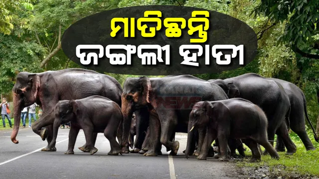 ଜଙ୍ଗଲୀ ହାତୀଙ୍କ ଉପଦ୍ରବ । ବସ୍ତା ସଦାନନ୍ଦପୁର ଗାଁରେ ମାତିଛନ୍ତି ୫୩ ଟିକିଆ ହାତୀ ପଲ ।