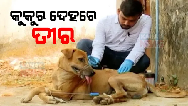 କୁକୁର ଦେହରେ ତୀର । ଚିକିତ୍ସା ପାଇଁ ହାତ ଟେକି ଦେଲା ପଶୁ ଚିକିତ୍ସାଳୟ